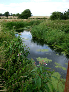 River Eden - Gabriels Fishery, Kent